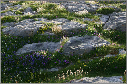 In den Spalten, die den Kalkstein durchziehen, hat sich eine bunte Pflanzenwelt angesiedelt