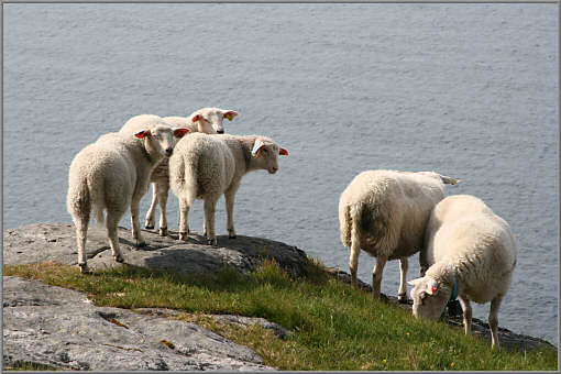 Schafe, bei Unstad