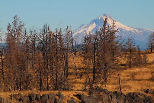 Blick über trockenes Prairiegras zum Mount Hood