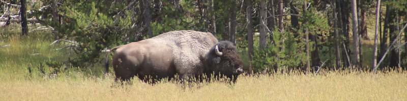 Ein Bison grast