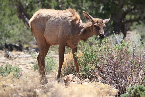 Ein Elk im Grand Canyon Nationalpark