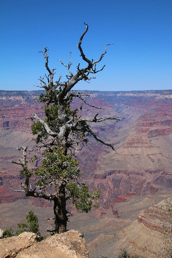 Knorriger Baum am Grand Canyon